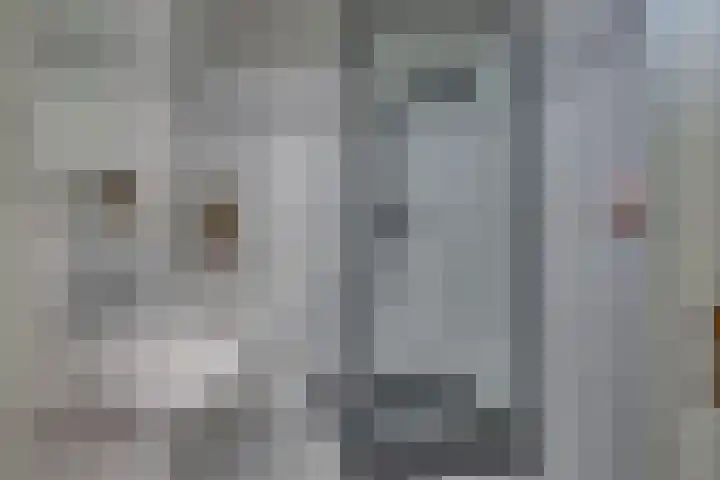 Snavel van Emekamp 5 Zwolle thumbnail 26