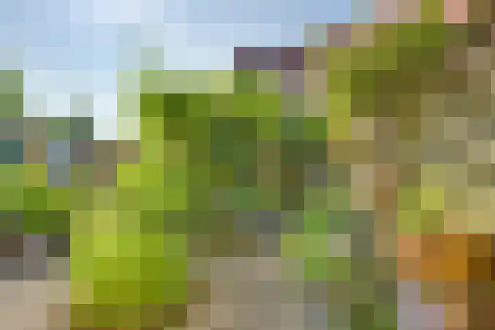 Snavel van Emekamp 5 Zwolle thumbnail 43