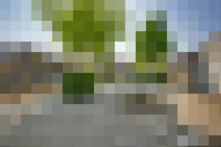 Snavel van Emekamp 5 Zwolle thumbnail 54