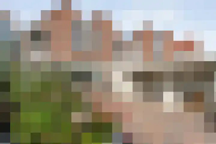 Snavel van Emekamp 72 Zwolle thumbnail 33