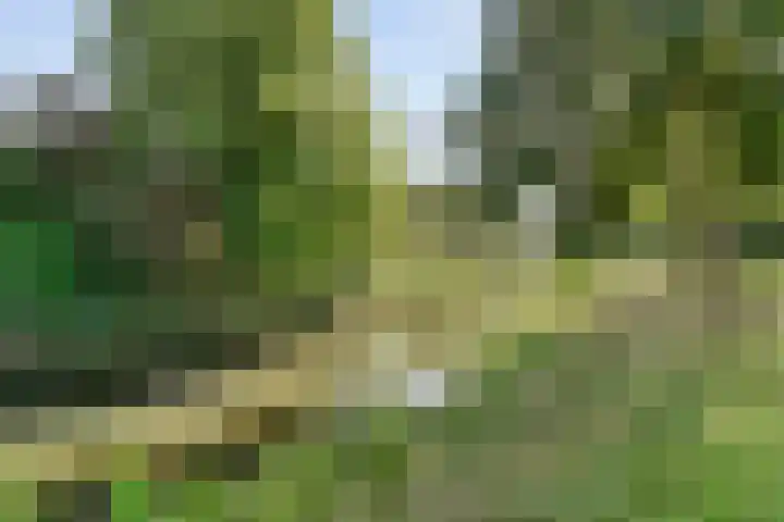 Snavel van Emekamp 72 Zwolle thumbnail 35