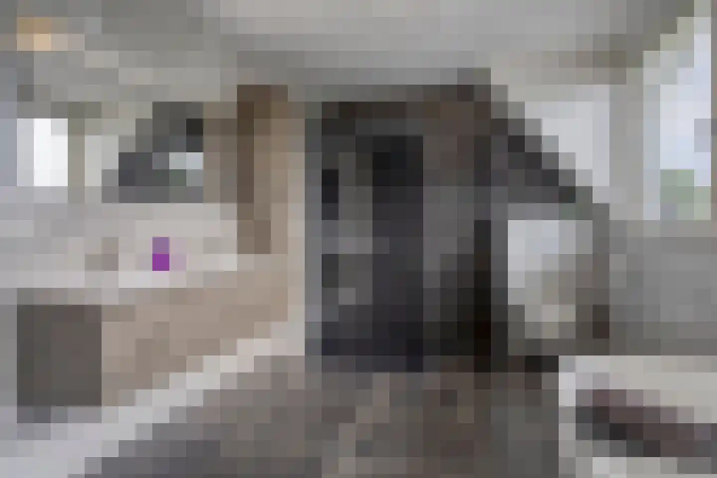 Snavelbies 11 Bovensmilde thumbnail 6