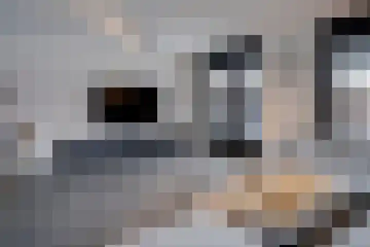 Snavelbies 23 Reuver thumbnail 8