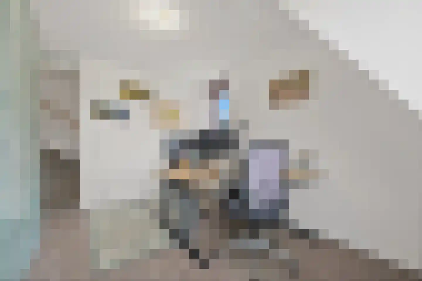 Snavelbies 3 Den Haag thumbnail 17