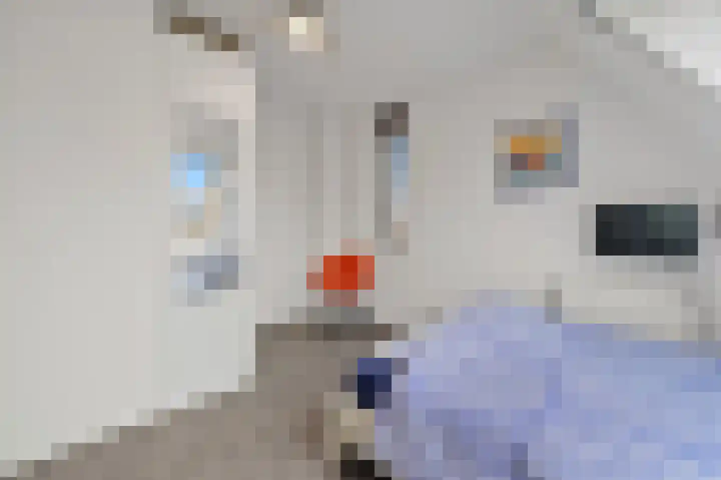 Snavelbies 3 Den Haag thumbnail 25