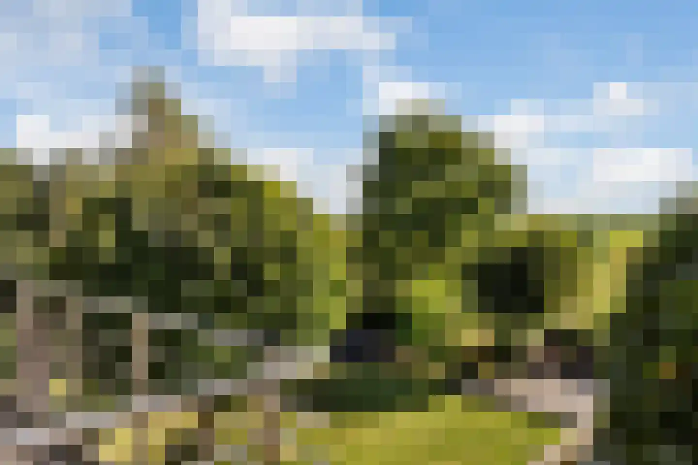 Snavelbies 6 Bovensmilde thumbnail 39