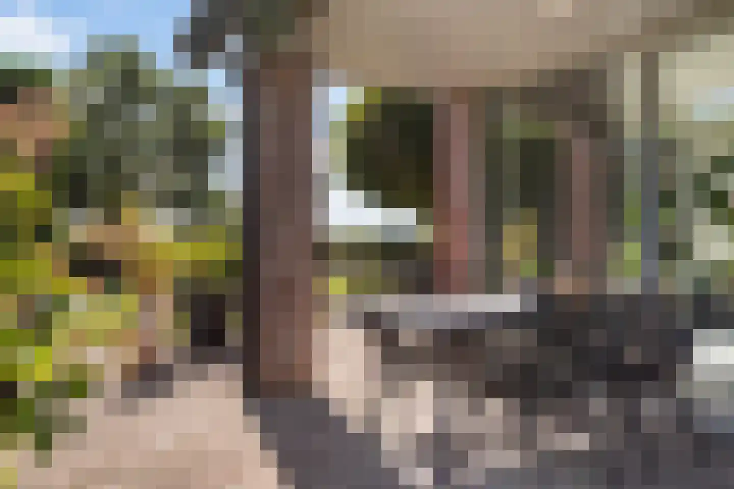 Snavelbies 6 Bovensmilde thumbnail 49