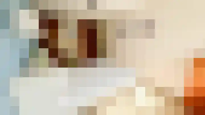 Snaveldolfijn 6 Naaldwijk thumbnail 18
