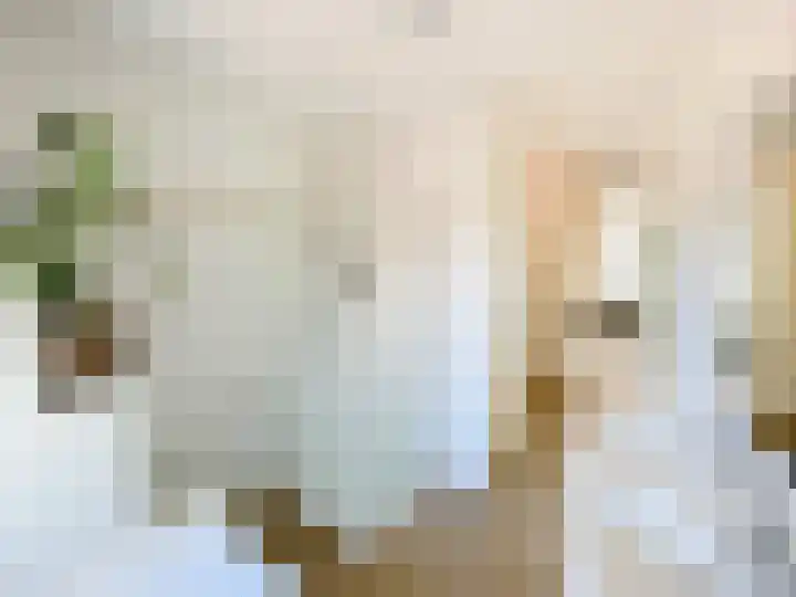 Snaveldolfijn 6 Naaldwijk thumbnail 21
