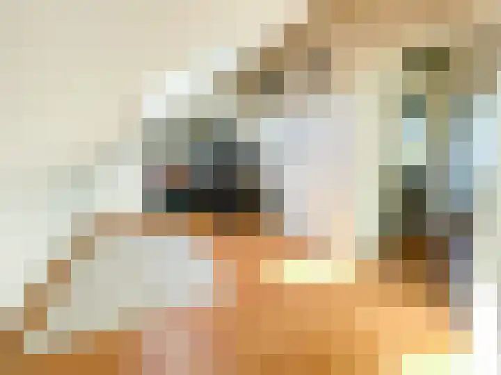 Snaveldolfijn 6 Naaldwijk thumbnail 29