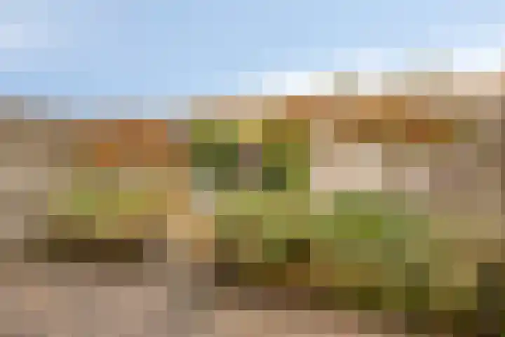 Snavelzegge 13 Zwolle thumbnail 19