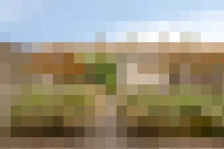 Snavelzegge 13 Zwolle thumbnail 20