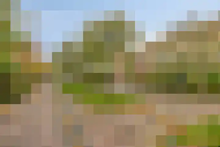 Snavelzegge 13 Zwolle thumbnail 25