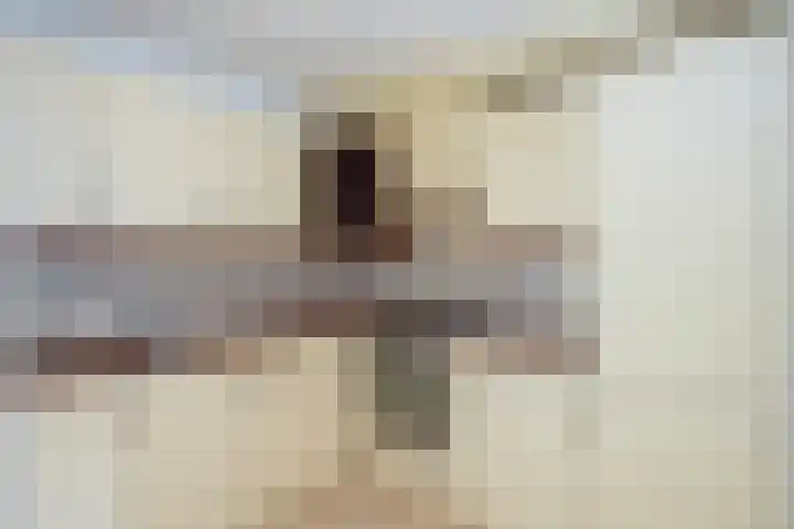Snavelzegge 3 Zwolle thumbnail 12