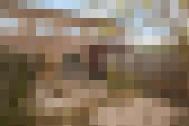 Snavelzegge 3 Zwolle thumbnail 24