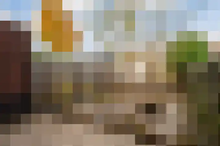 Snavelzegge 3 Zwolle thumbnail 25