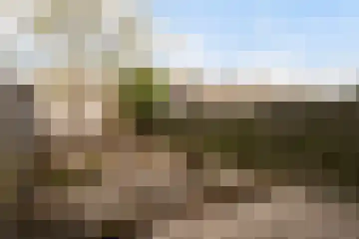 Snavelzegge 3 Zwolle thumbnail 26