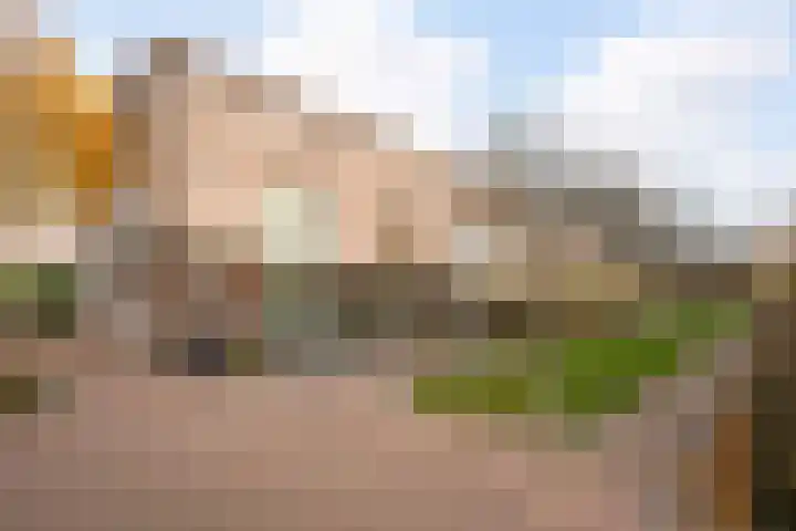 Snavelzegge 3 Zwolle thumbnail 27
