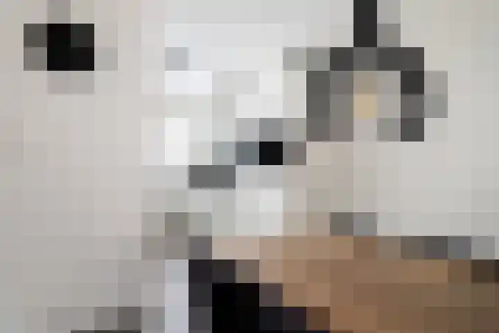 Sneekermeerplantsoen 10 Berkel en Rodenrijs thumbnail 14