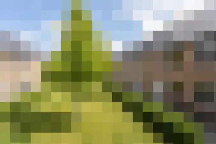 Sneekermeerplantsoen 8 Berkel en Rodenrijs thumbnail 4