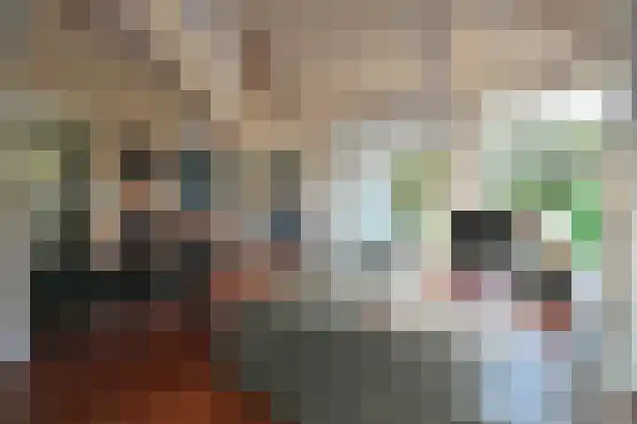 Sneeuwgors 7 Zoutelande thumbnail 12