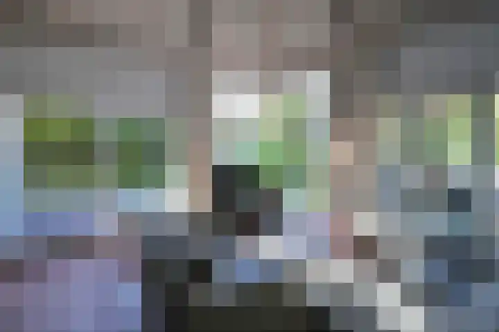 Sneeuwgors 7 Zoutelande thumbnail 13