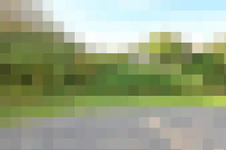 Sneeuwgors 7 Zoutelande thumbnail 16
