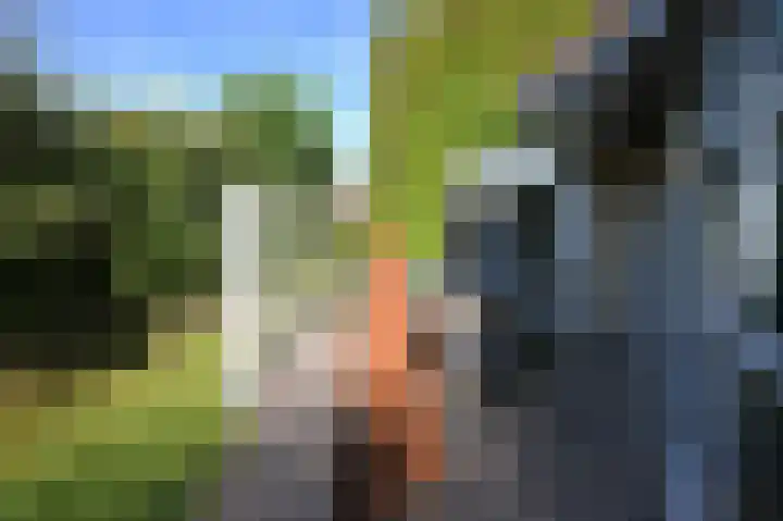 Sneeuwgors 7 Zoutelande thumbnail 19