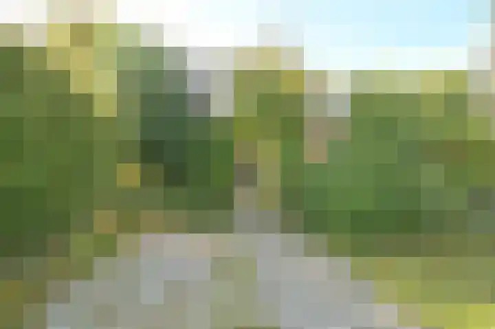 Sneeuwgors 7 Zoutelande thumbnail 4