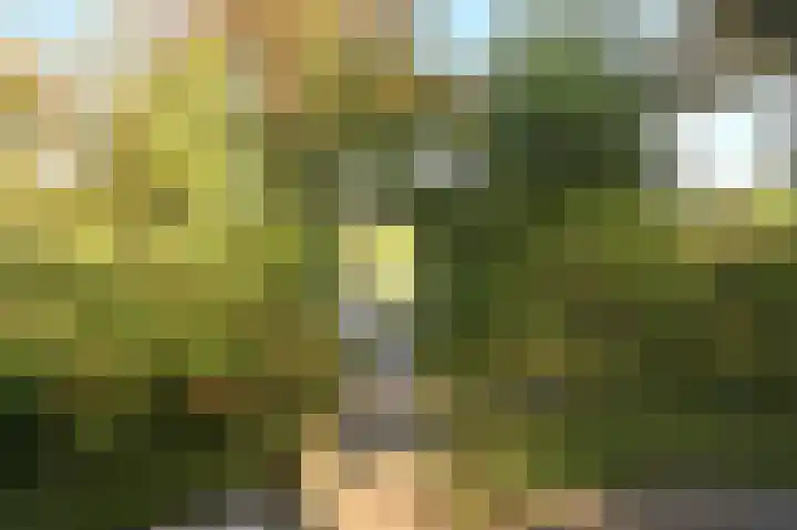 Sneeuwgors 7 Zoutelande thumbnail 6