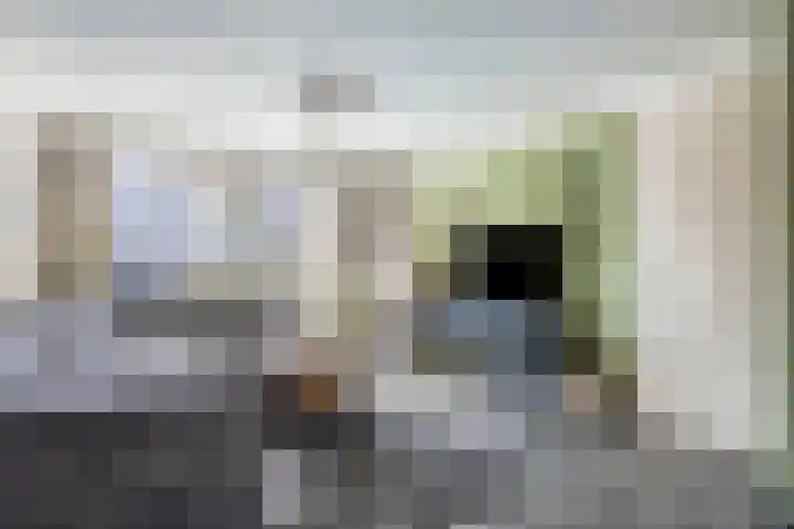 Sneeuwheide 36 Helmond thumbnail 11