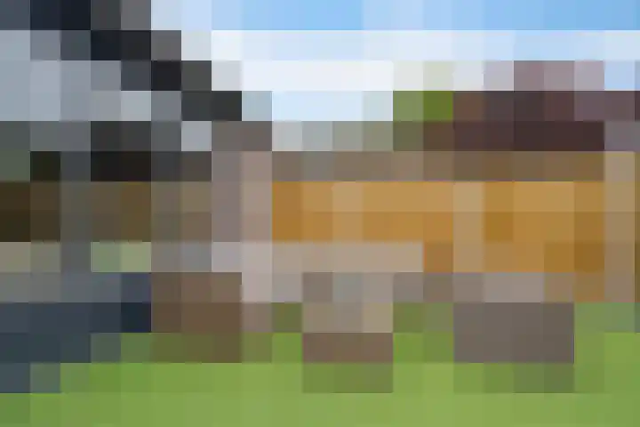 Sneeuwvink 15 Emmen thumbnail 36