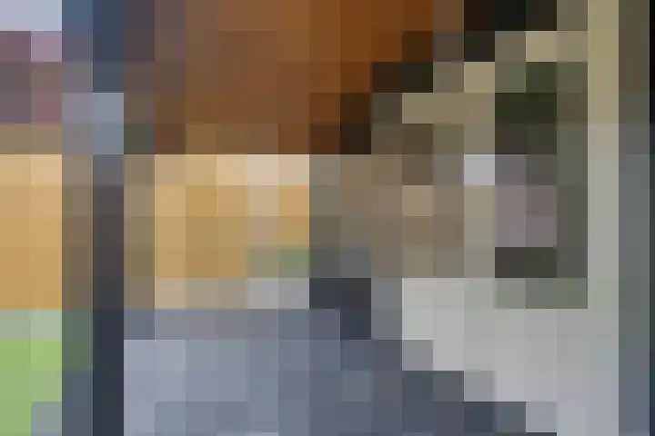 Sneeuwvink 15 Emmen thumbnail 38