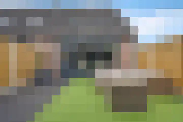 Sneeuwvink 15 Emmen thumbnail 4