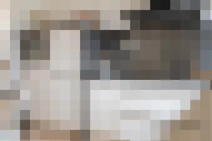 Sneeuwvink 31 Emmen thumbnail 20