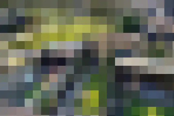 Sneeuwvink 38 Emmen thumbnail 34