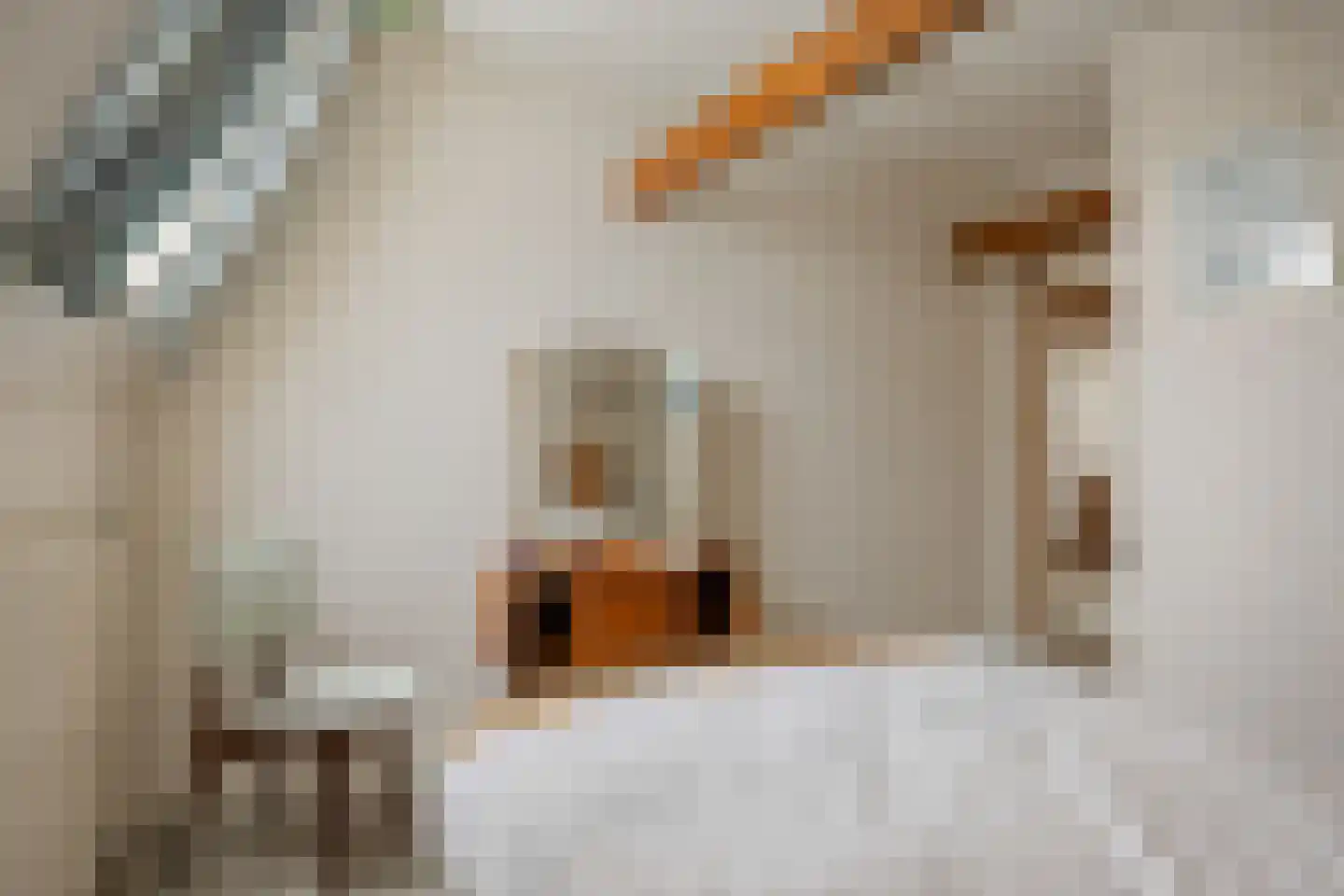 Snekerstraat 31 Bolsward thumbnail 32