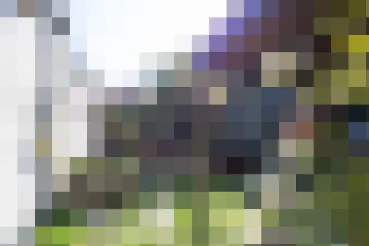Snekerstraat 48 Bolsward thumbnail 39