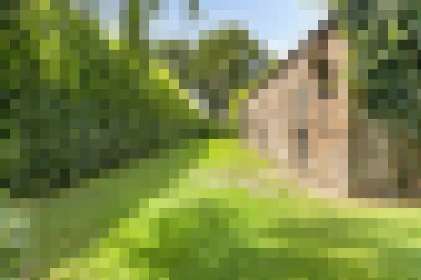 Snelleloop 1 Heesch thumbnail 37