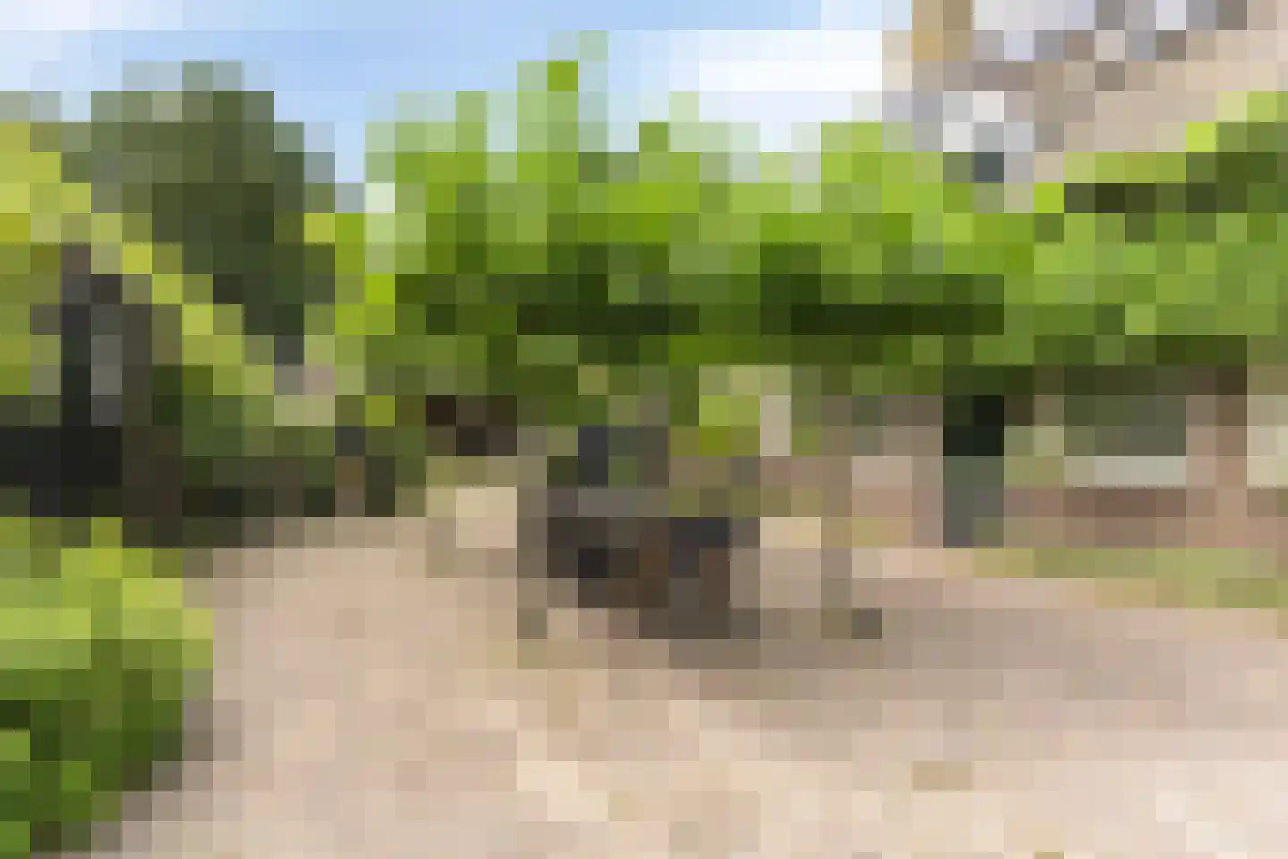 Snelleloop 1 Heesch thumbnail 44