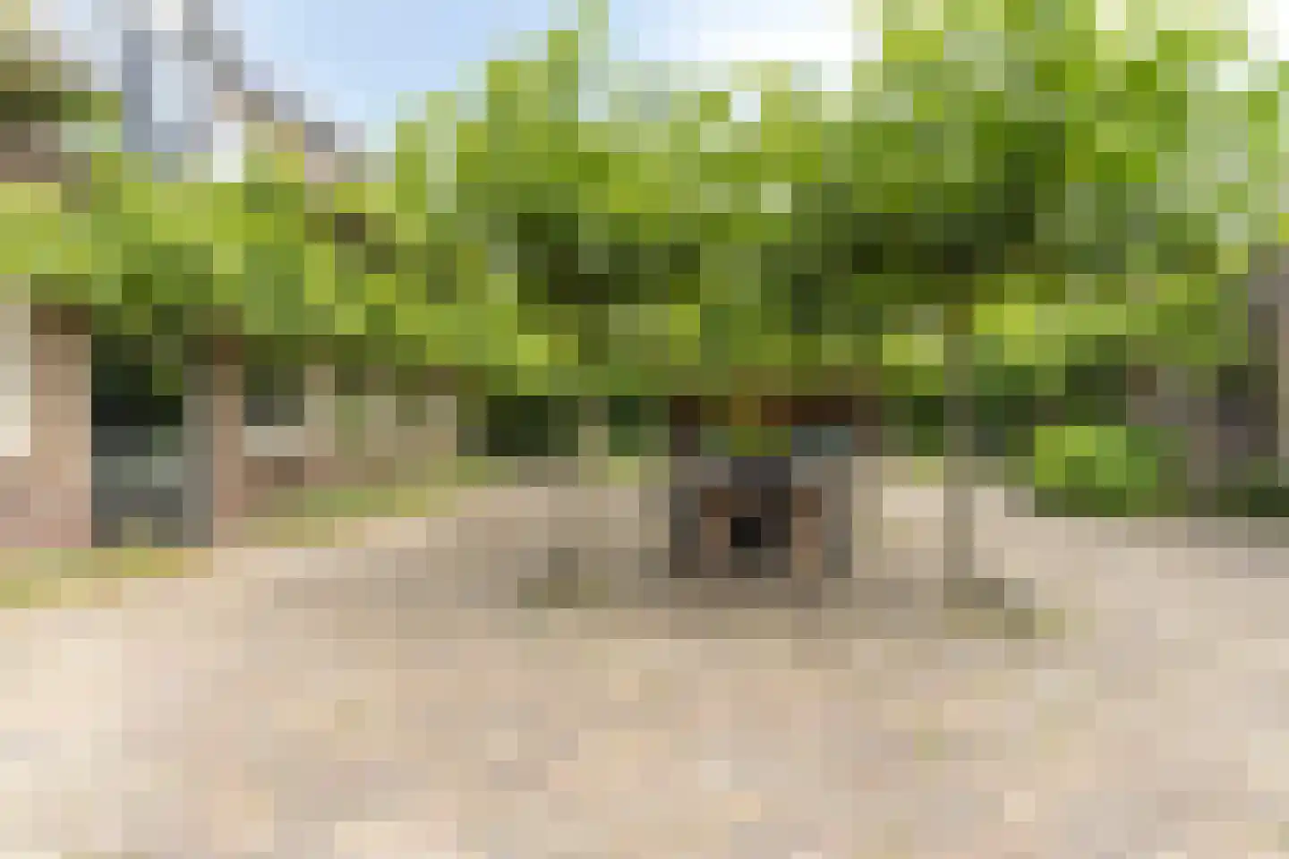 Snelleloop 1 Heesch thumbnail 45