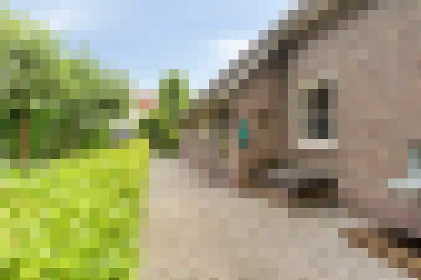 Snelleloop 1 Heesch thumbnail 83