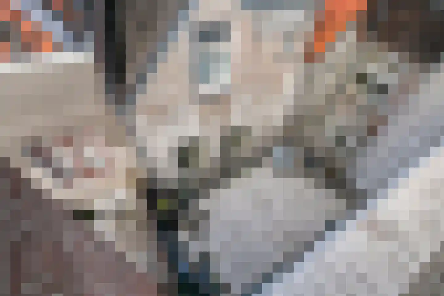 Snellestraat 46 B 's-Hertogenbosch thumbnail 34