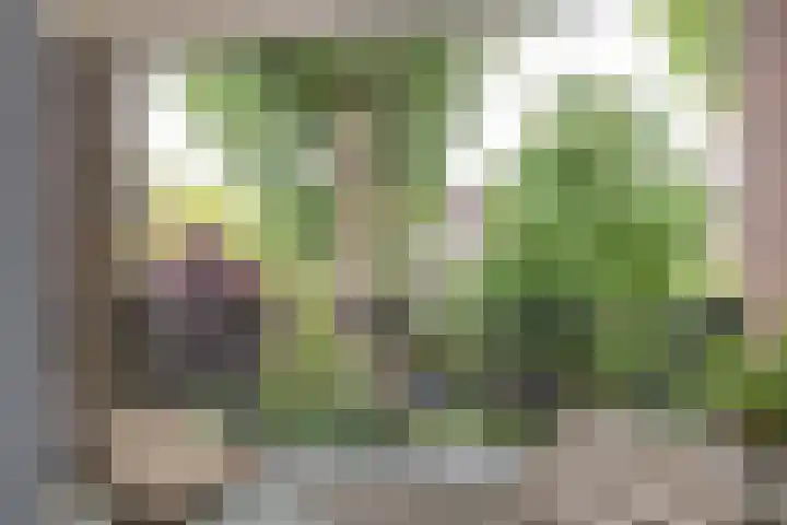 Snelliuskade 6 Utrecht thumbnail 19