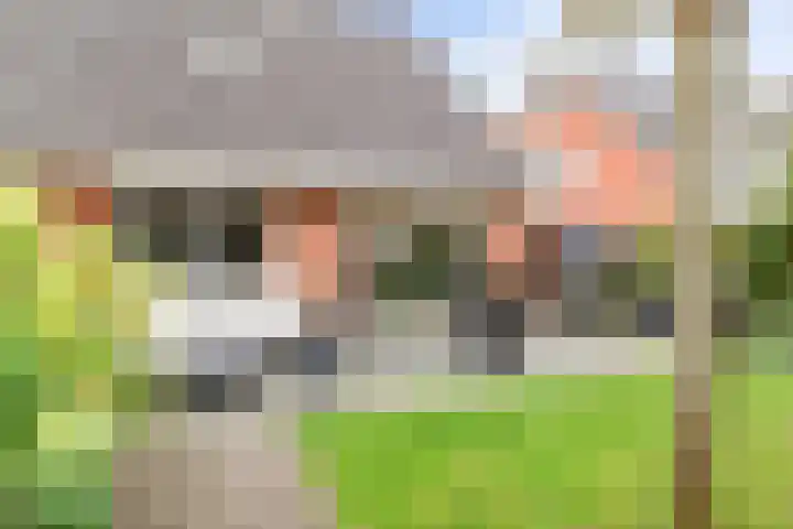 Snepper 15 Franeker thumbnail 37