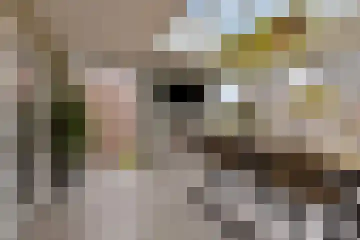 Snepweg 26 Heusden thumbnail 41