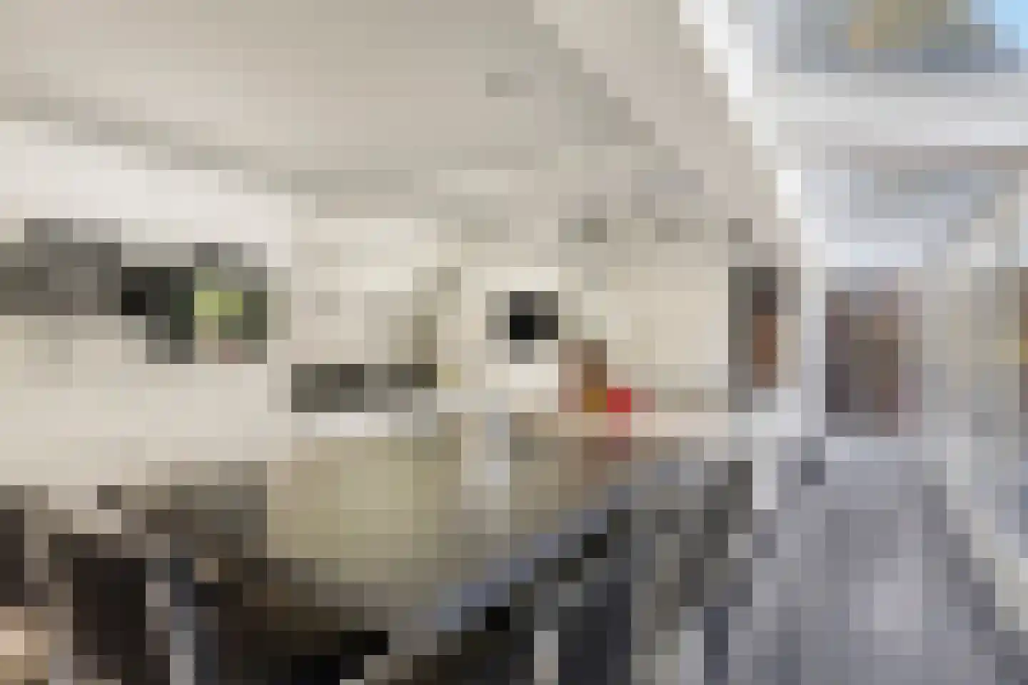 Snijderstraat 27 Oss thumbnail 22