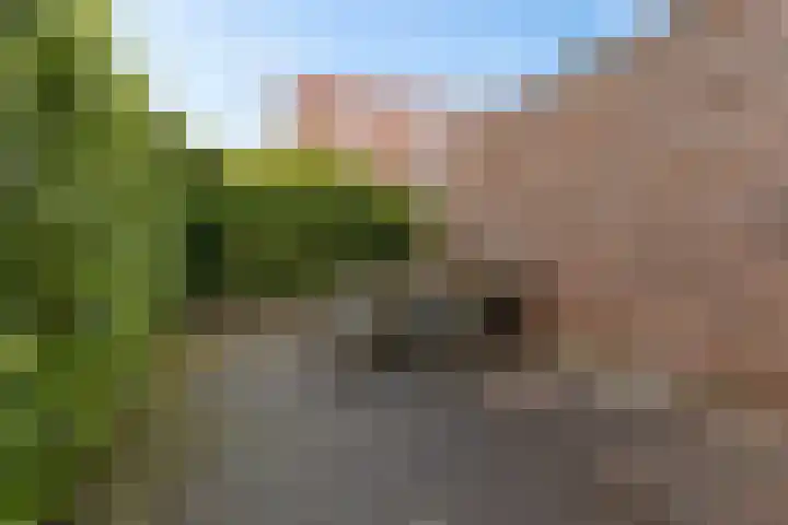 Snip 113 Groningen thumbnail 36