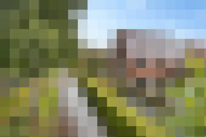 Snip 113 Groningen thumbnail 42