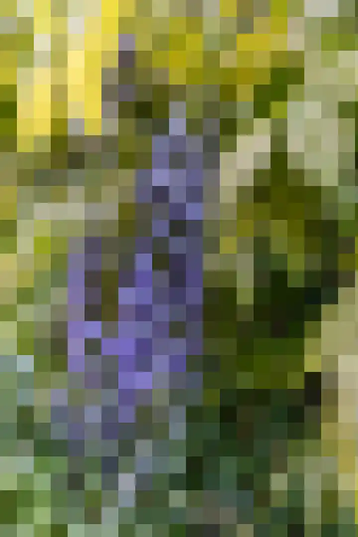Snip 118 Groningen thumbnail 10